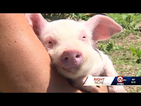 YouTube video thumbnail: When Pigs Jump? Piglet ‘Jumper’ Rescued in Lawrence, Kansas, After Leaping From Moving Truck
