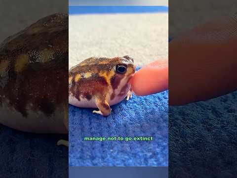 Adorable little rain baby #shortvideo #frogs #bushveld #cute #shorts