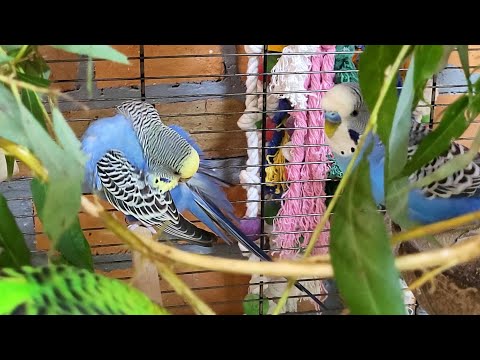 budgie sounds for lonely birds