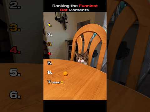 Ranking the Funniest Cat Moments! 😂 (You Won't Believe No.1)#shorts