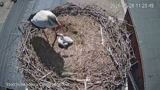 28. Mai – Aktuell noch zwei Storchenküken im Nest | Landgut Stober