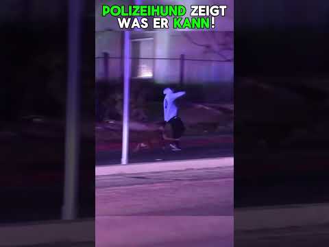 Warum Polizeihunde SO EFFIZIENT bei der Verfolgung von Flüchtigen sind!