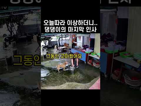 "갑자기 왜 그래?.." 댕댕이가 주인에게 마지막 인사를 한 이유
