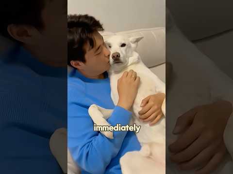 A triangle of love and jealousy #love #rescue #animals #shorts