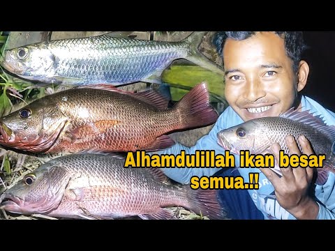 MENGAMUK‼️BURU PREDATOR MALAM DISARANG BUAYA | ALHAMDULILLAH IKANNYA BABON SEMUA