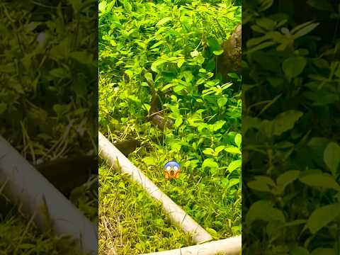 आज़ फिर दिखा हमे साँप 🐍 #shorts #viral #trending #fish #fishing #snake #minipond ##minivlog