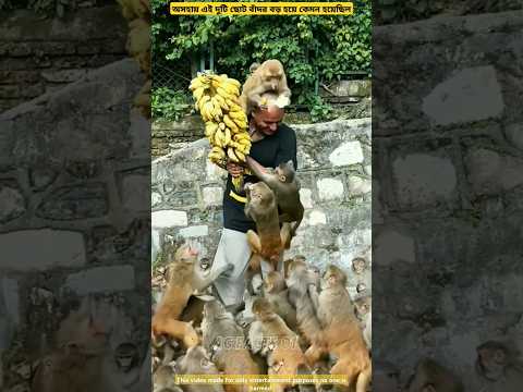 অসহায় ছোট দুটি বাঁদর। The two monkeys baby 🐥.#shortsfeed #facts #monkey #story #banglavoice