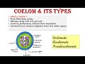 Germ Layers and Body Cavities