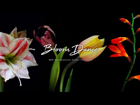 Bloom Dance : HDR 4K Flower Timelapse （50種類の花の開花映像） - YouTube(5:24)