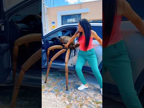 Aranha gigante no carro