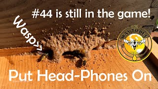 Honey Bee Landing Board ASMR and Observations #44 is still in the game