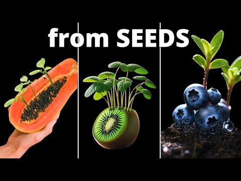 Growing Plants from Seed in 4K Time Lapse Compilation (~3 Years) - YouTube(12:09)