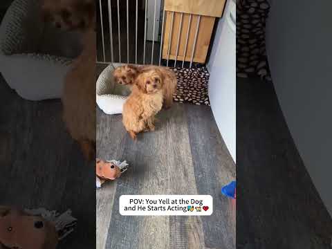 It Wasn't Me. I Swear!🐶🦴🚫#dog#fouryoupage#funnyvideos🖤#fypシ゚viral TikTok#pets#usaus