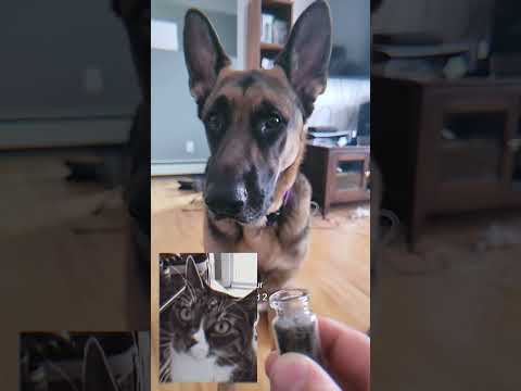 💔 Ce chien a compris que son meilleur ami n’était plus là ...
