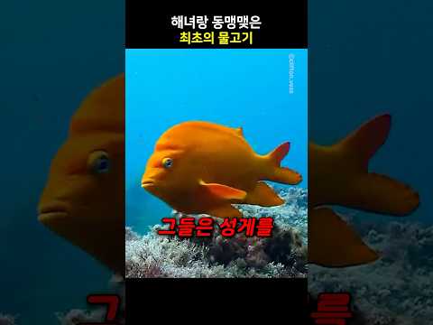 해녀랑 동맹맺은 최초의 물고기