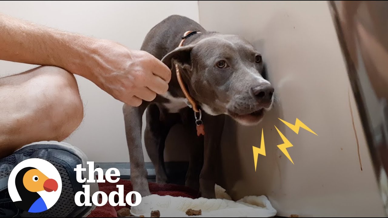 Growling Pittie Turns Into A Playful Puppy The First Time She Runs On Grass Pittie Nation