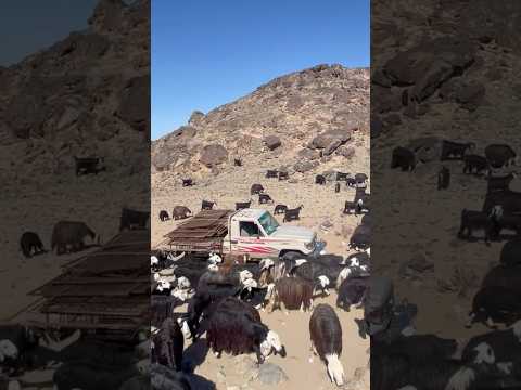ياسقى الله زمانً شدني له حنين#الغنم#الماعز #النجدي #النجد #قناة_البادية_الرسمية