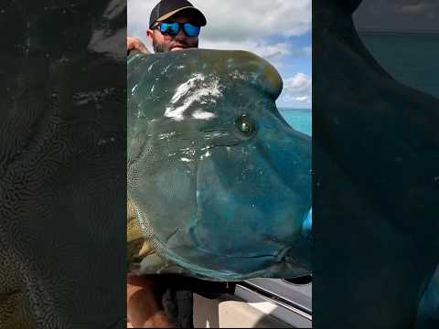 Time stood still for a moment! Incredible fish released safely and unharmed #fishing