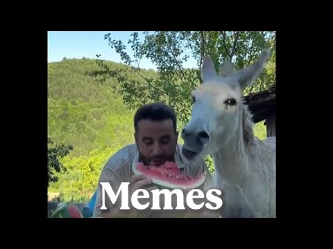 MEMES QUE TE HARÁN SONREIR :)