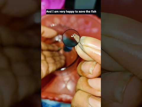 How to Remove External Parasite From Aquarium Fish