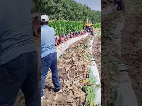 Hardworking farmers protection corn farm process