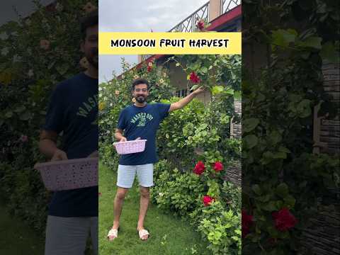 जीवन का असली स्वाद, बिना ज़हर के फल, Real Taste Real Farming - Organic Fruit Harvest Today