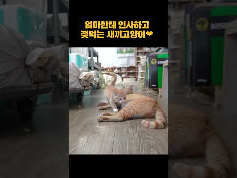 엄마보고 달려오는 새끼고양이