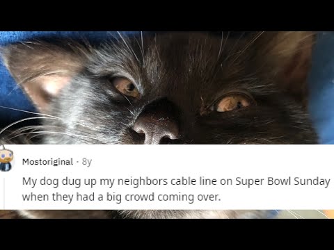 What's the worst thing your pet has done?