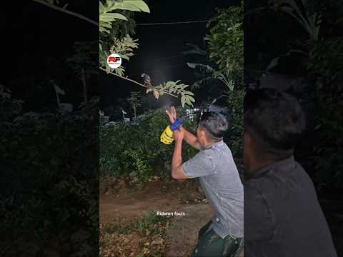 How a Man Captures a Bird Using a Spray
