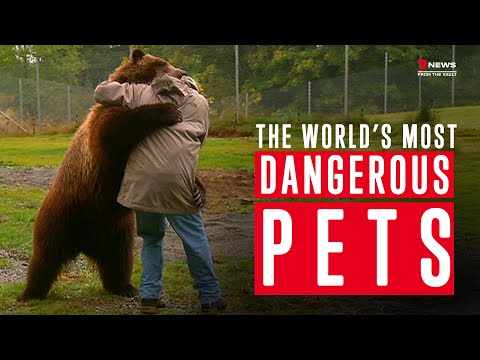 Living with danger: Inside the homes of people who keep killers as pets | From the vault