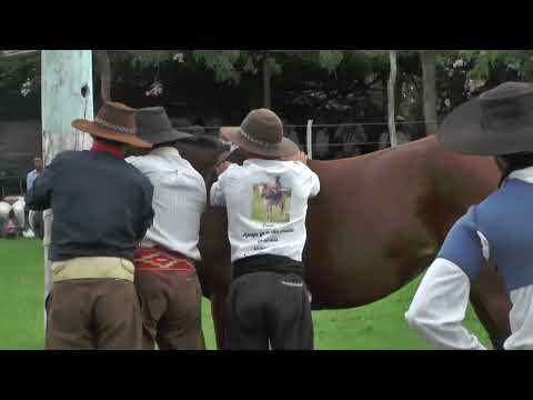 Jineteadas de Caballos Clina Limpia Curuzú Cuatiá 5/5/24