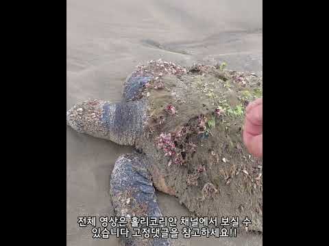 거북아 죽지말고 꼭 살아!!
