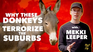How A LA Suburb Became Invaded By Donkeys