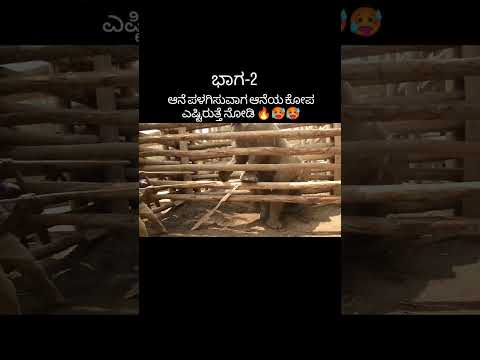 ಆನೆ ಪಳಗಿಸುವಾಗ ಆನೆಯ ಕೋಪ ಎಷ್ಟು ಇರುತ್ತೆ ನೋಡಿ🔥😱#viralshort #elephant #bhima #abhimanyu #wildlife