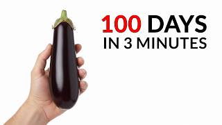 EGGPLANT Timelapse