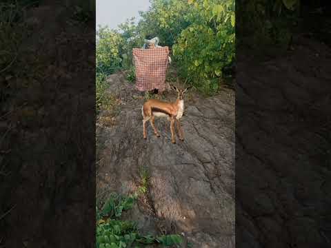 dear catching #trending #viralvideo #viral #snake #youtubeshorts
