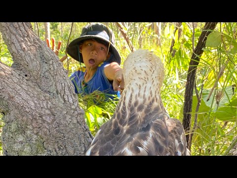 See Eagle In The Forests. #eagleowl #eaglet #birds #gianteagle #dramafilm #animals