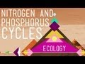 Exploring the Nitrogen and Phosphorus Cycles