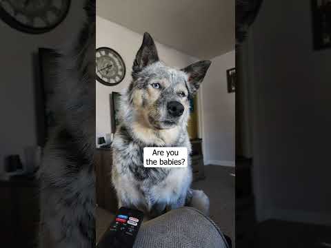 Precious dog had a good chat with dad