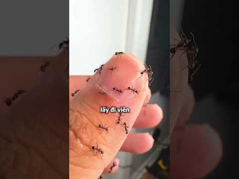 Đàn Kiến Và Viên Kẹo Dẻo