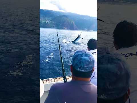I released two huge marlin 15 minutes out the Madeira Marina on Pesca Grossa