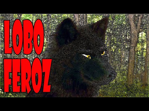 6 CUENTOS INFANTILES DEL LOBO FEROZ: Los tres cerditos, Caperucita Roja y Los Siete Cabritillos