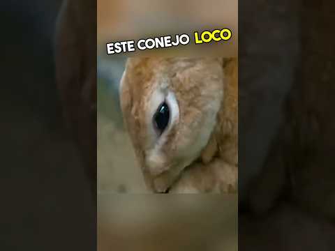 No Vas a Creer Lo Que Le Pasó a Este Conejo Loco 😱