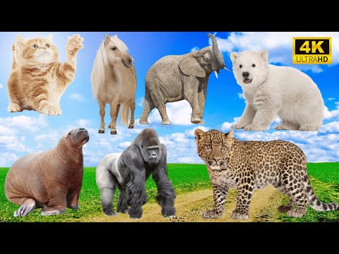 Wild & Farm Animals in Harmony: Cat, Horse, Elephant, Bear, Seal, Chimpanzee - Animal Sounds