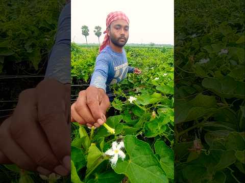 Pointed Gourd Pollination Trick ๐ | Hand Pollination in the Heat! #shorts