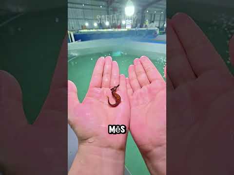 Ele Achou um Inseto… Mas era Outra Coisa! #curiosidades