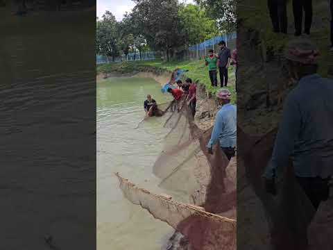 জেলেদের জালে  বিশাল বিশাল মাছ ধরা পড়লো। Net Fishing  #fishing