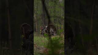 Tight lipped but still putting on a show! #turkeyhunting #fyp #huntingland #winchester #carsonwentz