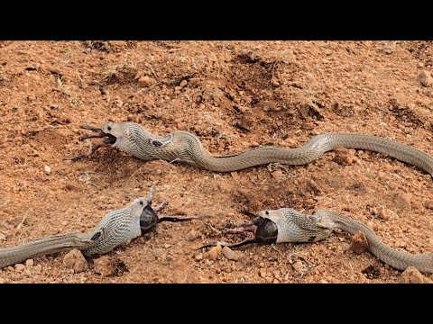 Indian spectacled venomous cobra bigsize  snake rescue Pollam motor starter lo Nagupamu {9966333589