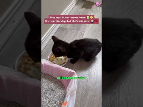 The Cat Distribution System just upgraded our family. 🐈⬛❤️ Meet our new little "Void"!#rescue